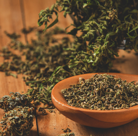 Medical Marijuana
