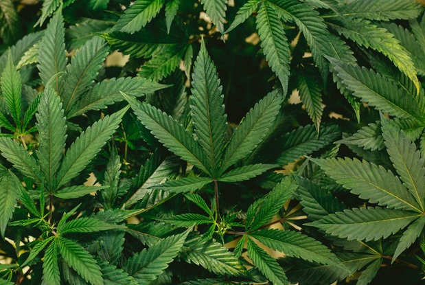 Medical Marijuana Card