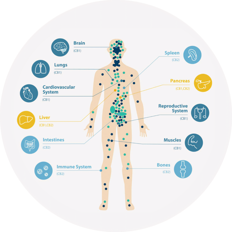ECS_Body_Functions_(hi res)